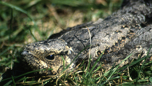 ������� �������